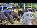 Carabao Feedlot Fattening | Profitable Business Venture for Farmers | Carabao farming in Philippines
