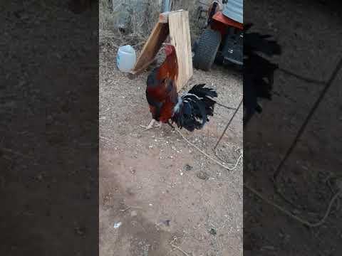 pure Claret , Hatch/clarets and 1 Sweater