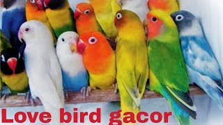 Download lagu love bird cumbu ,.. gacoorr....!! mp3