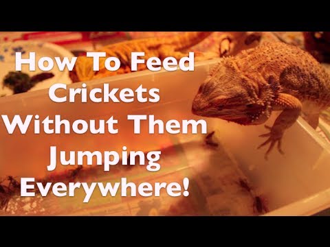 download lagu mp3 mp4 Best Way To Get Crickets Out Of Container, download lagu Best Way To Get Crickets Out Of Container gratis, unduh video klip Best Way To Get Crickets Out Of Container
