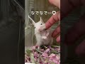 ホワイトデグーのYouTubeサムネイル画像