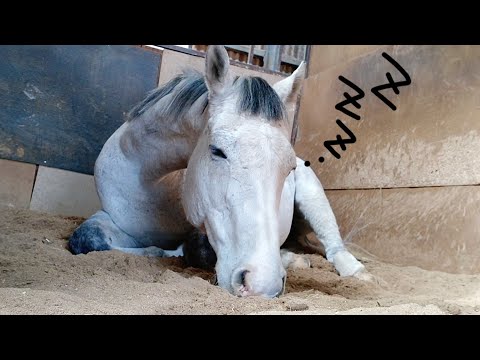 , title : '幸せそうに寝る馬たち。安心して眠る姿は本当に可愛いです。【ツルマルボーイ様のシモベ】'