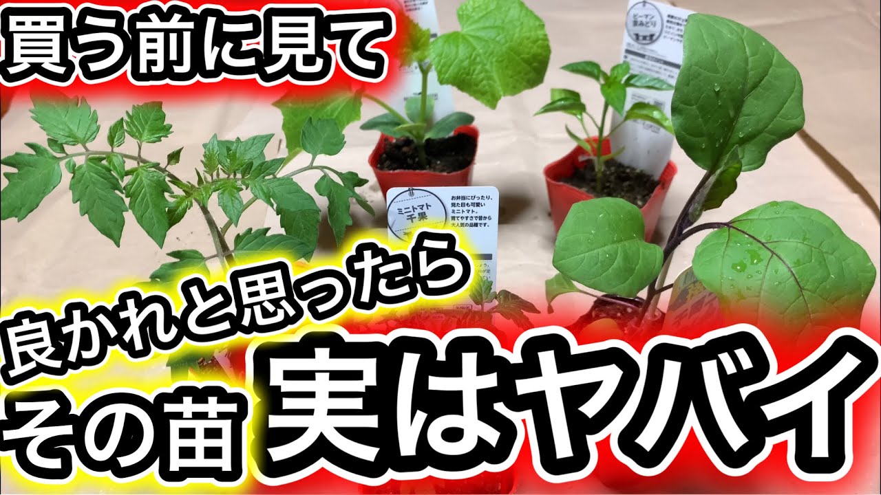 ホームセンターの夏野菜を買う前にこれを見て！苗選び間違うと植えてもすぐ枯れます