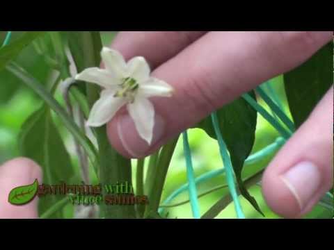 How to pollinate chillies and peppers