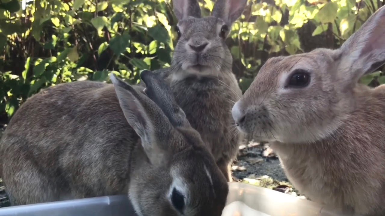 【爆食】食いしん坊3兄弟うさぎはお好きですか？