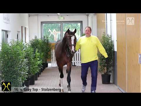 Verden Stallion Licensing 2020 - No. 16 Stallion by Grey Top - Stolzenberg - Contendro I