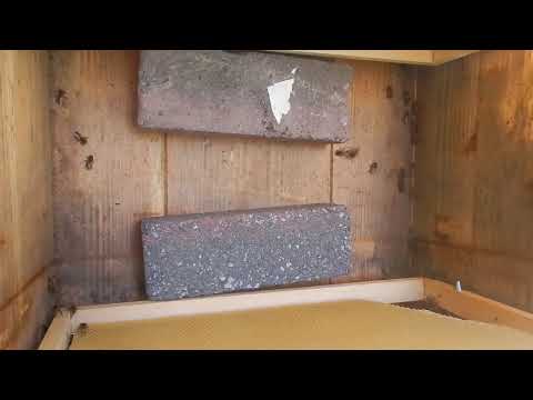 Het voeren van een volk in een Topkast