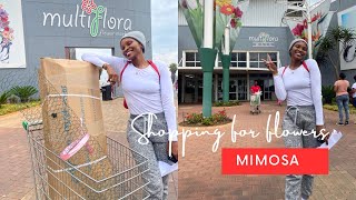 Multi Flora I Mimosa I Buying flowers