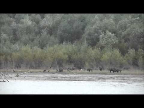 Cinghiali @ Lago di Polverina