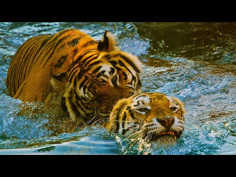 ❤️Эдгар Туниянц . Обворожительно Красивая Мелодия для Души. 🎧