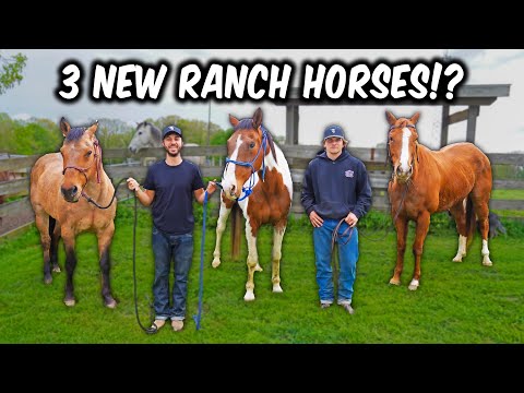 Die Ranch hat gerade 3 neue Mitglieder bekommen!
