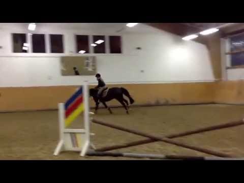 Sergio, 4 jähriger Wallach v. Stockholm / erste Sprünge/ www.kim-pfeiffer.de