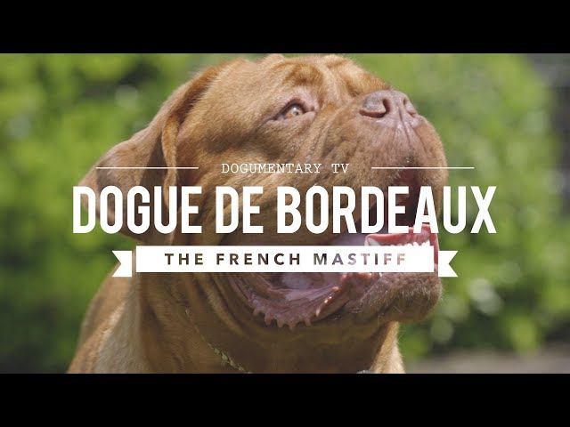 Video Pronunciation of dogue in English Video Pronunciation of dogue in English