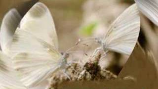 Progressive Italiano Le Orme "Collage" "Era inverno"