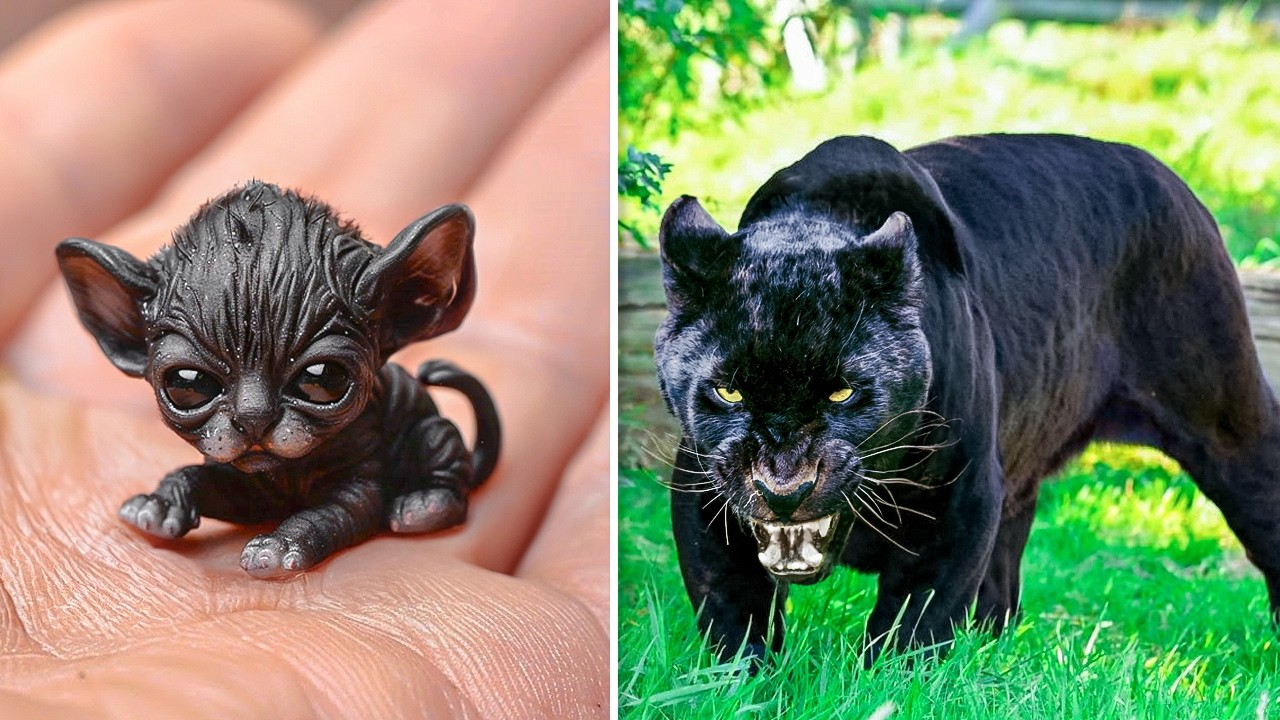 ANTES E DEPOIS DE ANIMAIS CRESCENDO. TRANSFORMAÇÕES ANIMAIS INCRÍVEIS