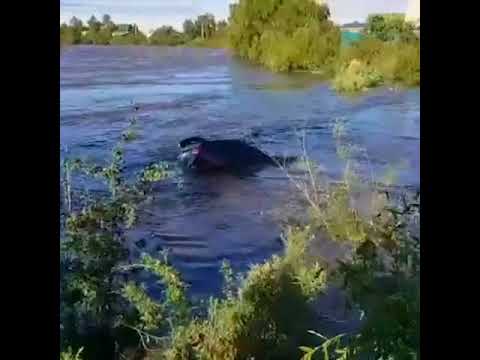 Житель Читы едва не утонул пытаясь спасти свой автомобиль