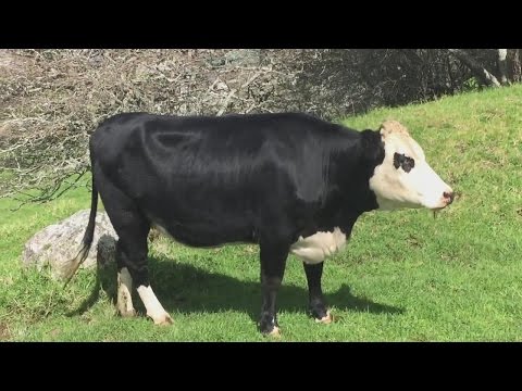 Play-By-Play Video Of Dogs Chasing A Cow Into In-The-Ground Pool Is The Best Thing Ever
