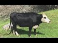 Cow Mooing - Cow Mooing Sounds 100% Real