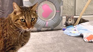 New Cat House Tour Gone Wrong