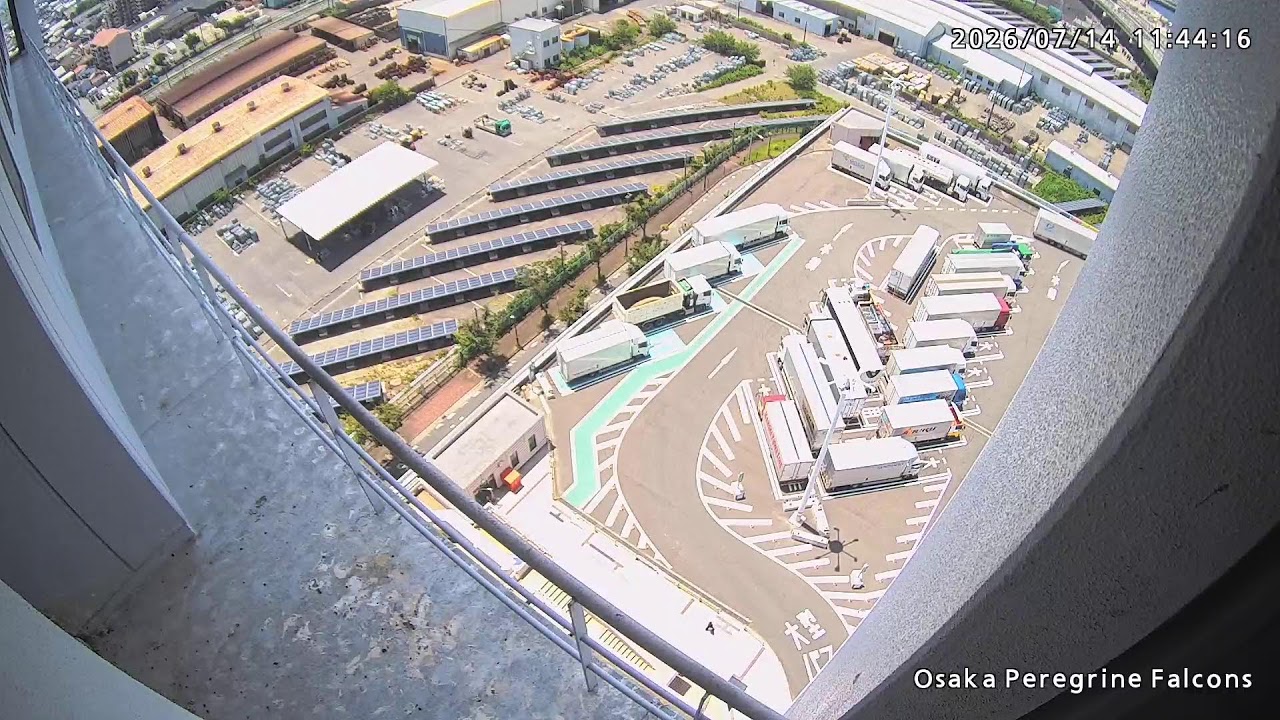 Live webcam view of Izumiotsu Peregrine Falcon Balcony