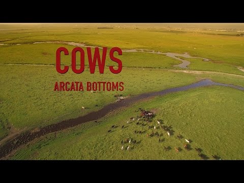 Cows - Arcata Bottoms Aerial