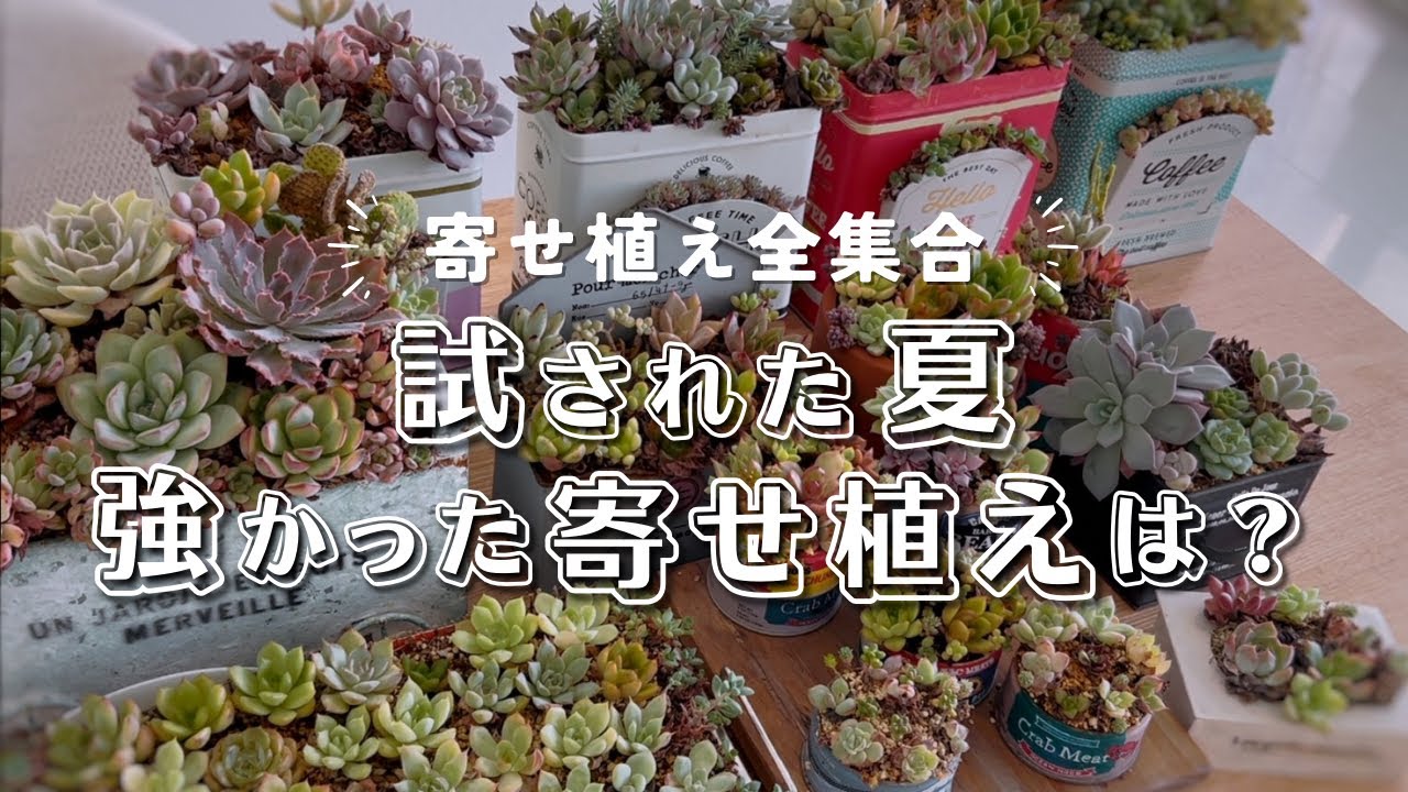試された夏！この猛暑でも強かった寄せ植えは？ | 多肉植物 | エケベリア | succulent | ガーデニング
