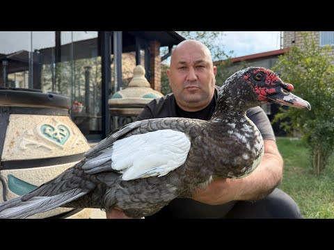Cooking Duck in a Clay Tandoor. Unique easy recipe!