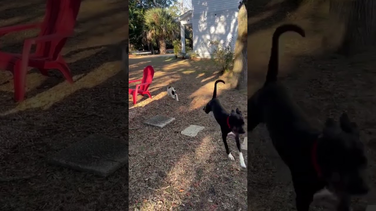 Brutus , a ADOPTABLE mixed breed in Myrtle Beach, SC video 3/4