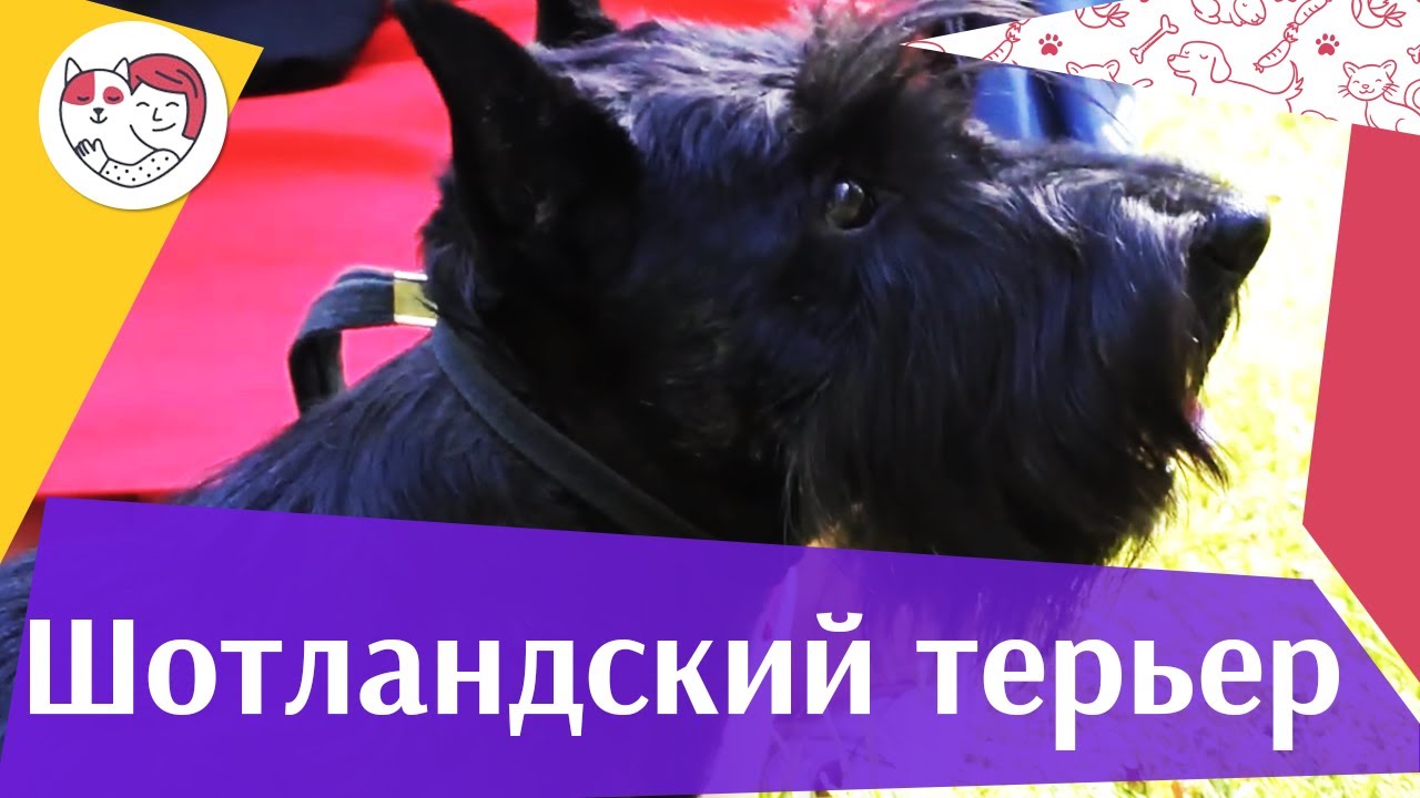 Шотландский терьер на ilikepet. Особенности породы, уход