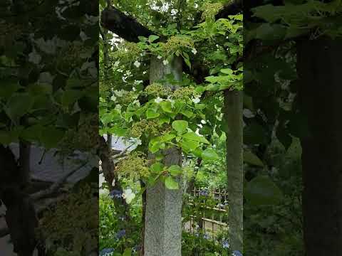 フェンスに美しさを加えるつる性の植物はどれですか?超装飾7種！  庭園