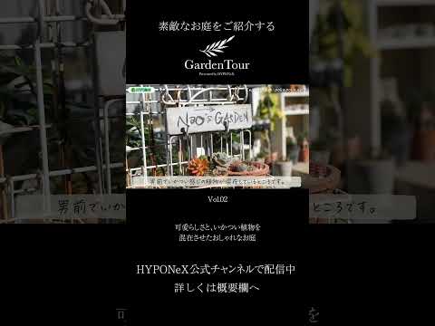 plantes de jardin bambou-pot-terre-cuite-terrasse-piscine