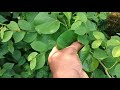 How to identify tippa teega plant telugu | amruthavalli | giloy plant | guduchi | tinosforacardifol