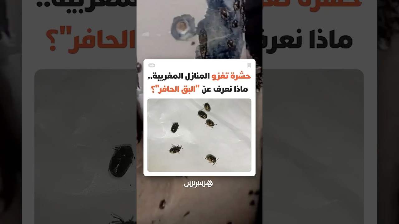 حشرة تغزو المنازل المغربية.. ماذا نعرف عن "البق الحافر"؟ thumbnail
