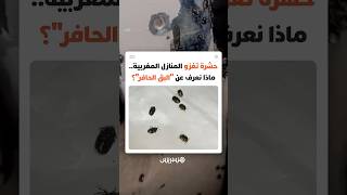 حشرة تغزو المنازل المغربية.. ماذا نعرف عن "البق الحافر"؟ thumbnail