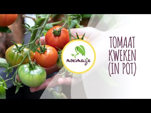 , title : 'Tomaten kweken (in pot) | Tomaten zaaien, uitplanten en oogsten'