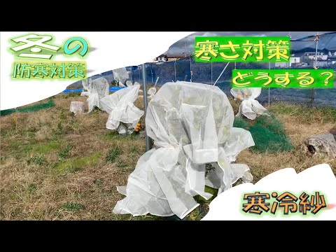 オレンジの木はどのくらいの温度に耐えることができますか?凍っていますか？冬に凍ってしまった場合の復活方法は？  庭園