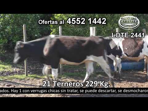 Lote 21 Terneros 21 HO 229kg -  en Paso Sena - a 25 Km de Ombúes, a 13 Km de Campana, a 30 Km de Miguelete y 35 Km de Tarariras
