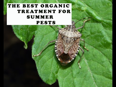 Neem oil  pest treatment