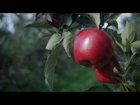 紐西蘭 Dazzle 閃耀蘋果-PG級(炫光蘋果)｜脆甜多汁・冷藏配送