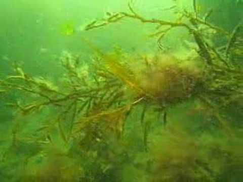 Gl.Albo Campingplatz