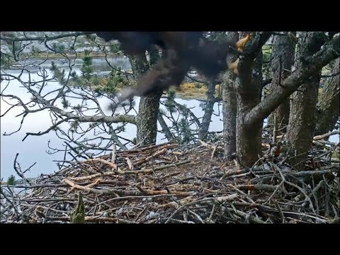 Smola Norway Eagle Cam ~ ELIDA BRANCHES FOR THE FIRST TIME  7.15.18