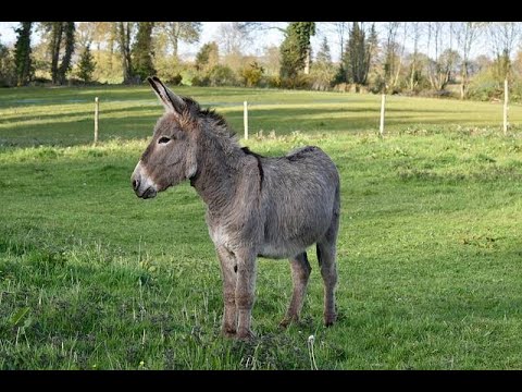 TESTE DE HIPÓTESES PARA BURROS | Entenda o que está sendo feito!