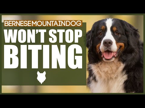 Stop Your Bernese Mountain Dog from Biting with These Effective Tips