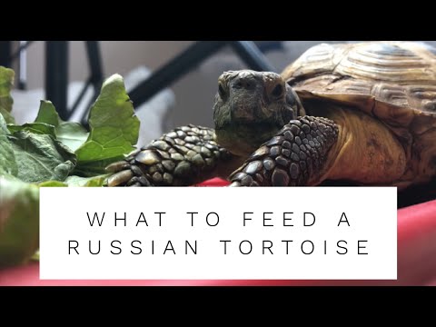 How To: Feed Russian Tortoises