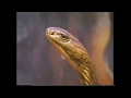 San Diego Zoo California 1993