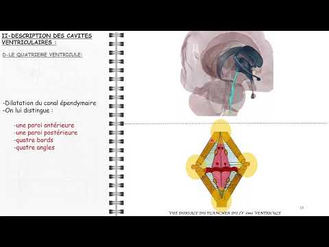 ANATOMIE FMPM SYSTÈME VENTRICULAIRE