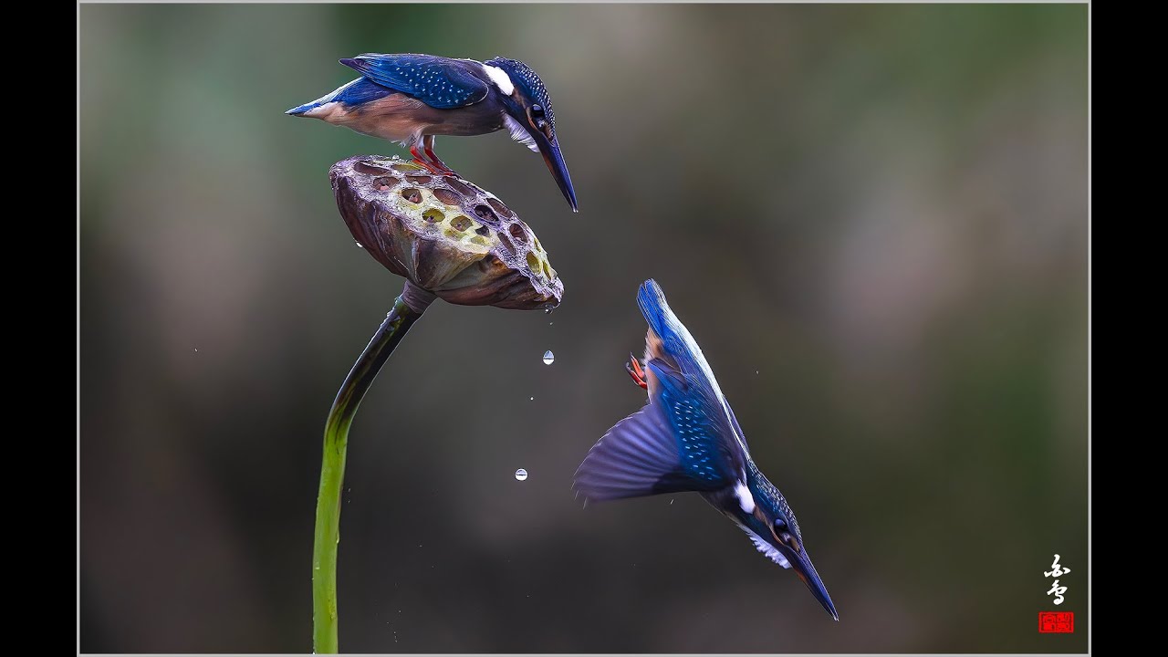 물총새 먹이사냥 유튜브 썸네일