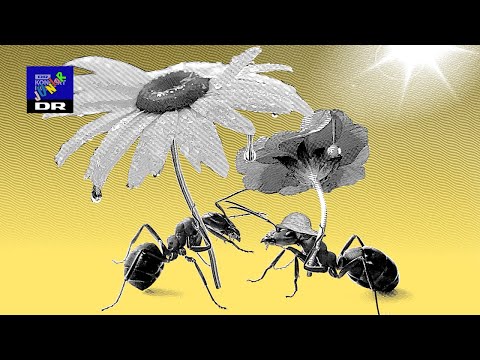 Godmorgen sol - Børnenes Sangskat // DR SpireKoret