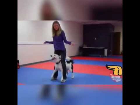 Bollywood make with dog