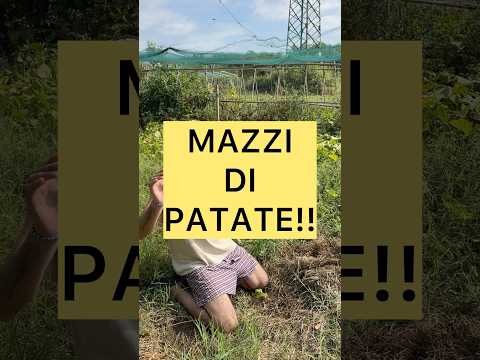 MAZZI DI PATATE!! #patates #orto #ortonaturale #coltivare #pacciamatura #zappa #reale #diverso #bio